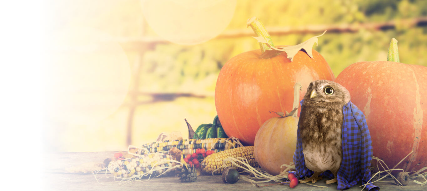 slide – Autumn, pumpkins and owl